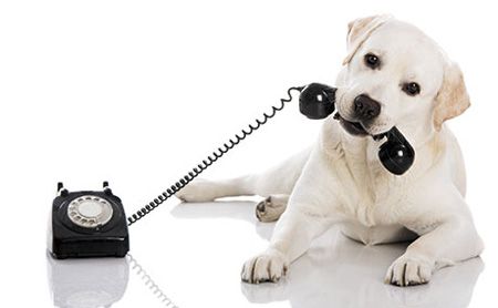 Pet clinic scheduling application